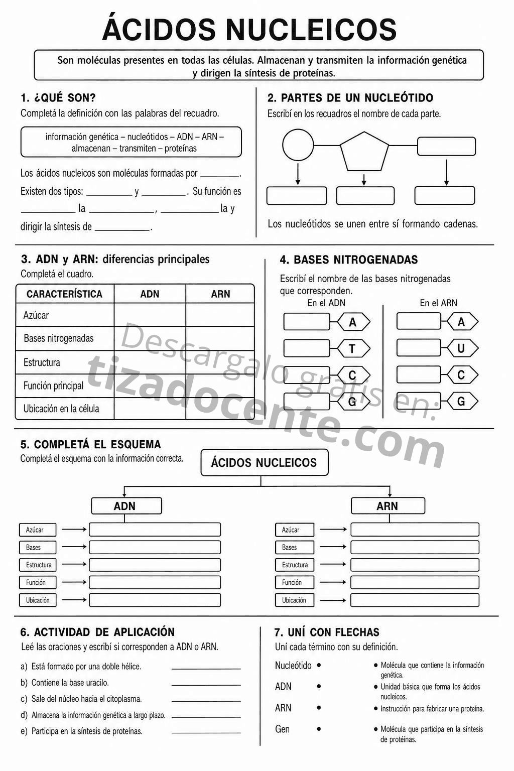 Recurso Ácidos Nucleicos